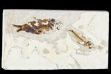 Two Cretaceous Fossil Fish (Armigatus) - Lebanon #111689-1